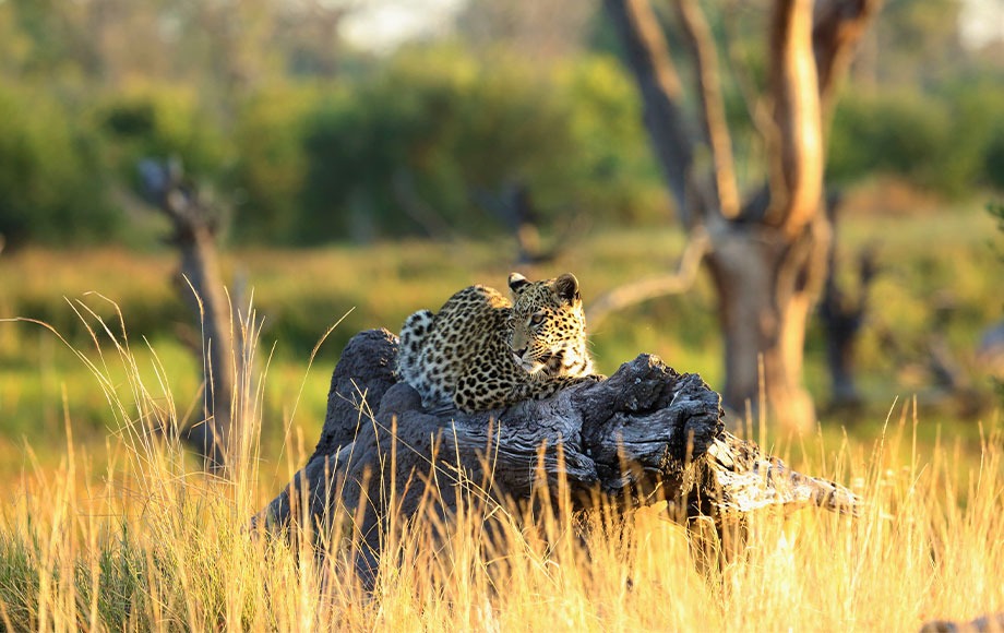 It is Not Like TV—But It is Even Better