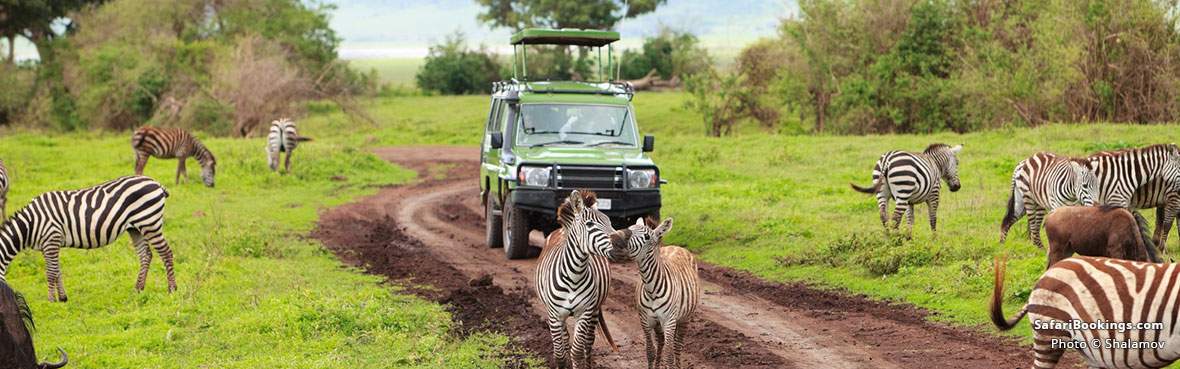 Safaris Are Safe