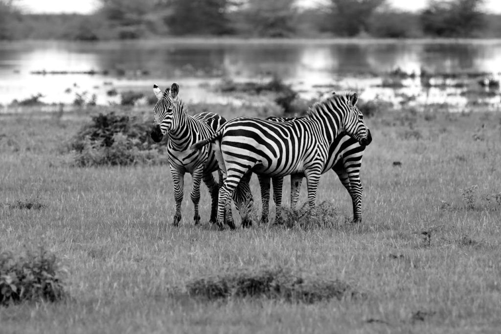 10 Must-Know Tips Before Your Tanzanian Safari Adventure Begins Tanzanian Safari Adventure Begins